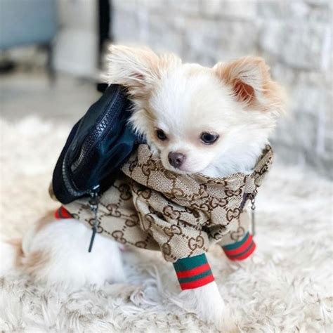 Gucci raincoat for dogs